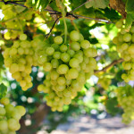 Green grapes over green background